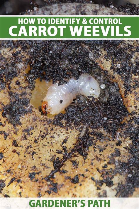 How To Identify And Control Carrot Weevils Gardener S Path | gardenerpath