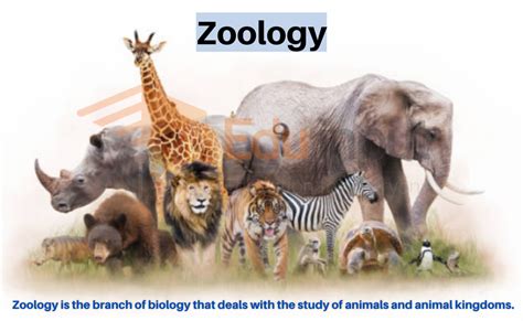 Zoology-History, Branches, Scope, Importance, and Applications