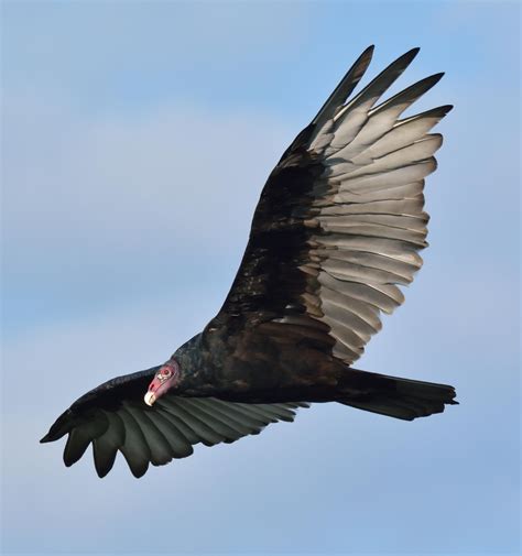 Turkey Vultures | Hawk Mountain Sanctuary: Learn Visit Join