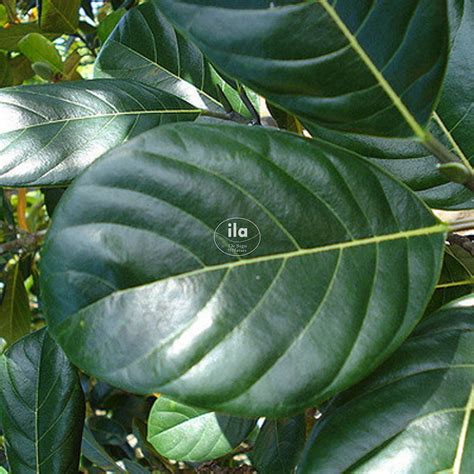 Jackfruit Tree - ila international - Semi Natural Plants