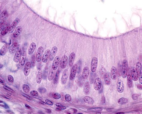 Pseudostratified Columnar Epithelium Histology