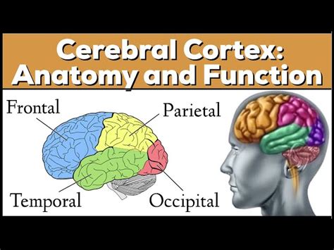 Lobes Of The Brain: Cerebral Cortex Anatomy, Function,, 43% OFF