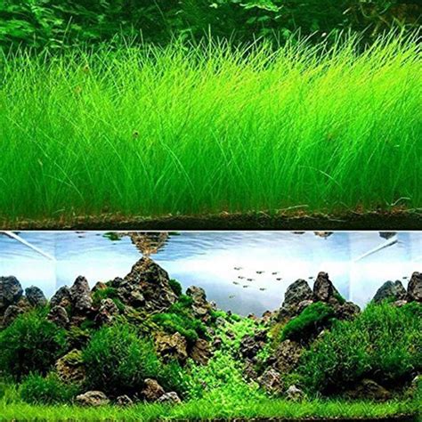 Aquarium Grass Plant Seeds, West Coast Easy Aquatic Live Plant, for Garden Lawn Fish Tank ...