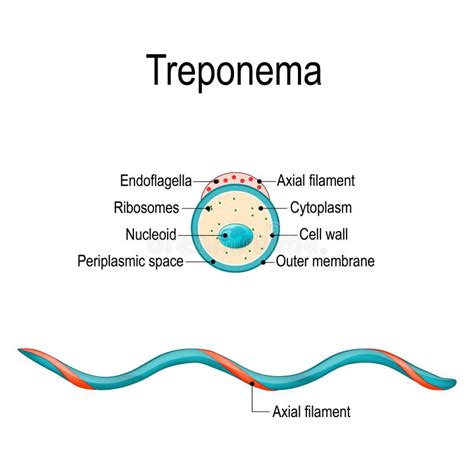 Structure of Treponema. stock vector. Illustration of micro - 122998544