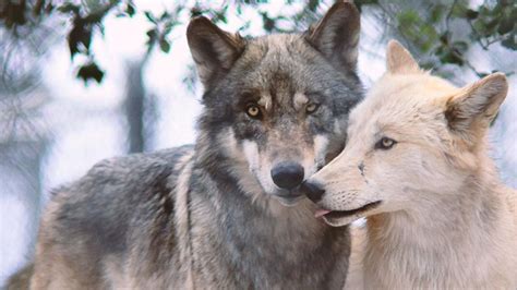 California Wolf Center celebrates 45th Anniversary | cbs8.com