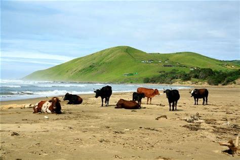 Mbotyi River Lodge | Wild Coast