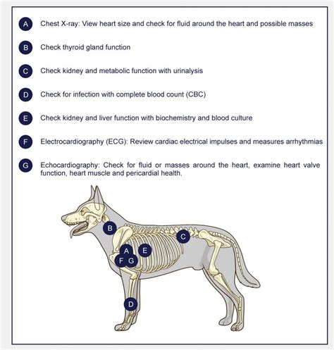 Heart Disease In Dogs - PetlifeCA