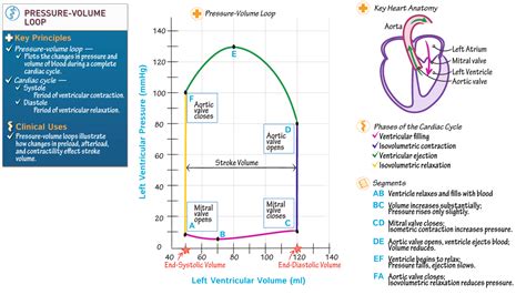 Physiology: Pressure-Volume Loop (Left Ventricle) | ditki medical & biological sciences