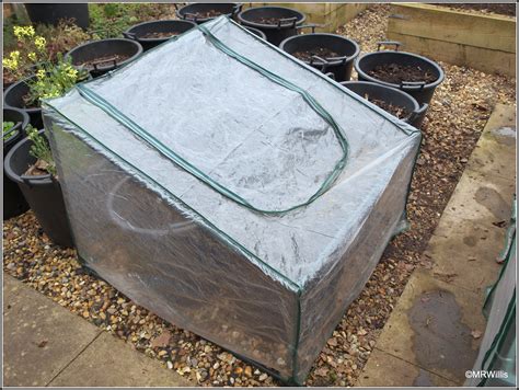 Mark's Veg Plot: Planting potatoes in containers