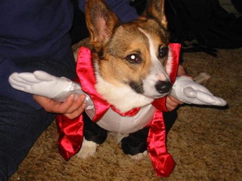 The Only Cute Corgi Halloween Costume Post (90 pics) - Izismile.com