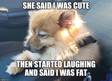 Image tagged in dogs,meme,dogmemes,funny,cute - Imgflip