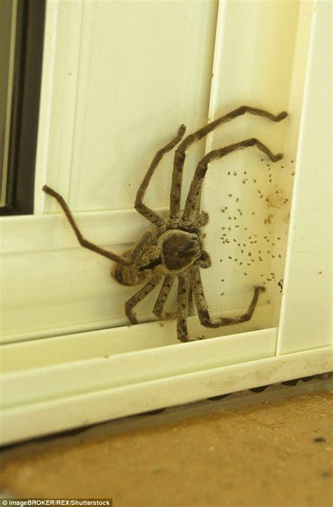 Internet goes wild over photo of 'huge Huntsman' | Huntsman spider, Giant spider, Spider