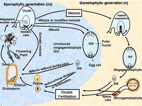 Apomixis in plants | PPT