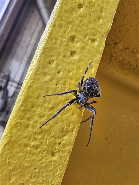 Orb Weaver Identification : r/spiders