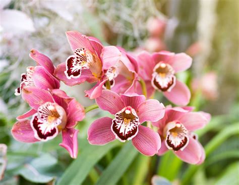 10 Easy-to-Grow Orchid Types for Your Indoor Garden