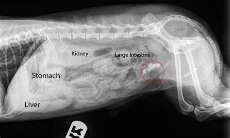 How to Read a Radiograph (X-Ray)Long Beach Animal Hospital | Vet medicine, Veterinary radiology ...