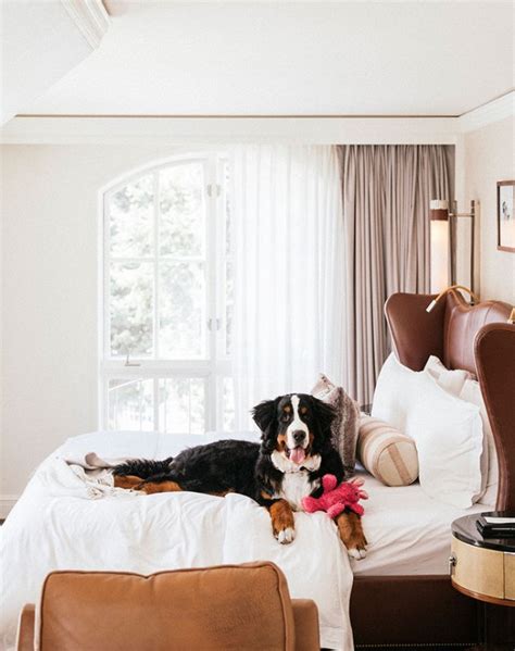 The 29 Best Pet-Friendly Hotels in the U.S. – PureWow