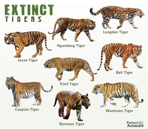 Types of Extinct Tiger Species and Subspecies