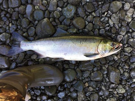 2017 Puyallup River Fishing Report - The Lunkers Guide