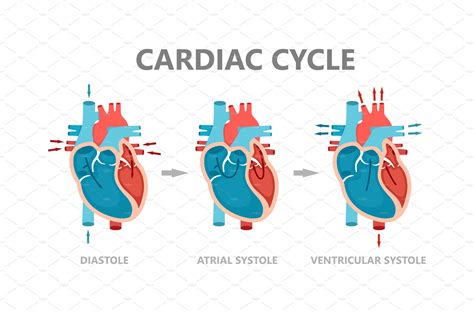 Phases of the cardiac cycle | Healthcare Illustrations ~ Creative Market