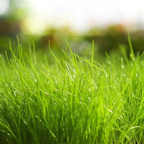 Spring Grass Wallpapers - Top Free Spring Grass Backgrounds - WallpaperAccess