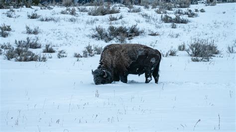 Winter Guide to Wildlife in Yellowstone National Park