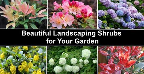 37 Types of Bushes and Shrubs For Landscaping (with Pictures)