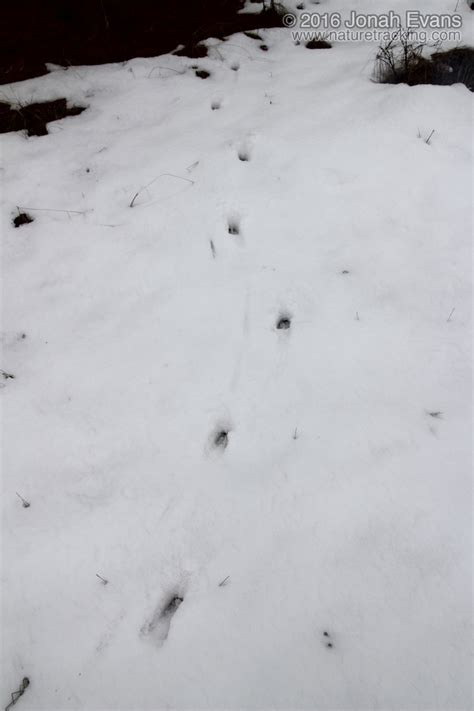 Identifying Animal Tracks in Snow – 5 Common Backyard Species – NatureTracking