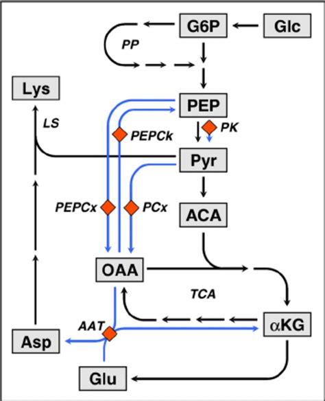 Anaplerosis and lysine synthesis in Corynebacterium glutamicum .... | Download Scientific Diagram