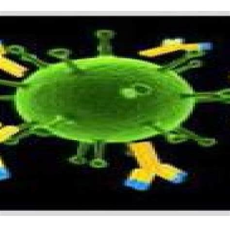 Model showing antibodies to cell surface markers, a key to present day ...