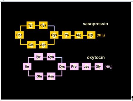 The Neurohypophysis: Endocrinology of Vasopressin and Oxytocin - Endotext - NCBI Bookshelf