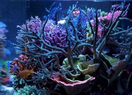 Reef Spotlight - December 2010 - "ReefBum" | REEF2REEF Saltwater and Reef Aquarium Forum