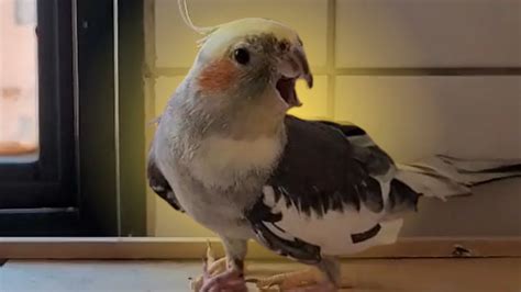 happy cockatiel singing a lot natural cockatiel sound COCKATIEL SINGING Cockatiel bird - YouTube