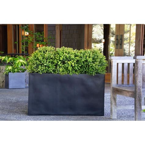 Monrovia Chicagoland Green Boxwood Foundation/Hedge Shrub in 1.73 ...