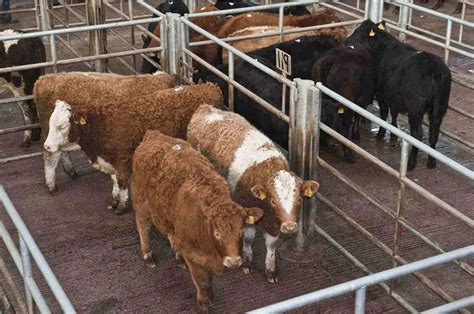 Cattle Hot Galvanized Steel Holding Pens For Cattle Slaughter House - Buy Cattle Holding Pens ...