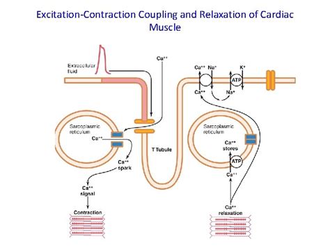 Properties of Cardiac muscle Part 2 Dr Arun