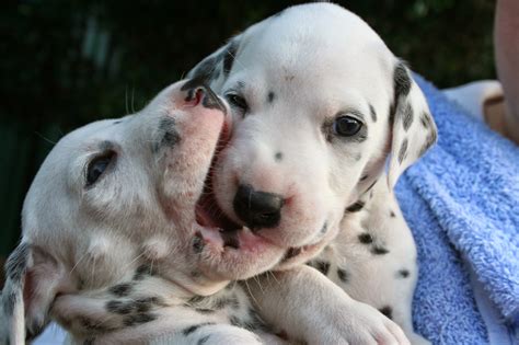 Rules of the Jungle: The Dalmatian puppies