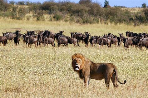 Lion And Wildebeest Herd In Kenya - Feline Facts and Information