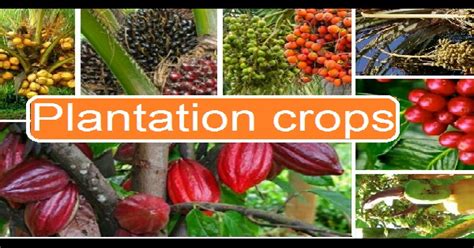 Identification of Plantation Crops - Agriculture2u.com by Subhrajyoti's Horticulture