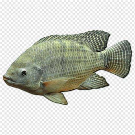 Ornamental fish Tilapia Fishing Juvenile fish, Miguel rivera, food, fauna, tail png | PNGWing