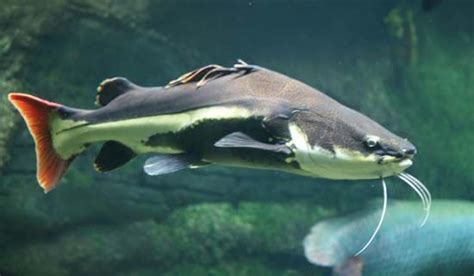 Catfish | fish | Britannica.com