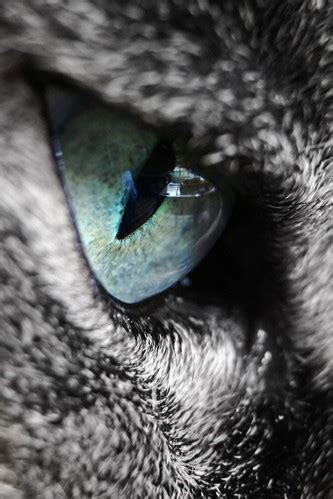 cat eye | Eric | Flickr