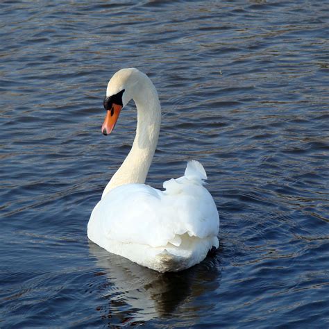 The Swan Free Stock Photo - Public Domain Pictures