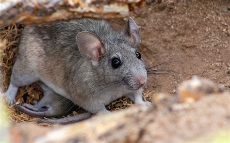 Pack Rat Control Tucson, AZ - Pest Friends