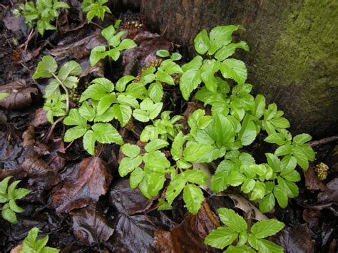 Ground Elder, Aegopodium podagraria | Jeremy Bartlett's LET IT GROW blog