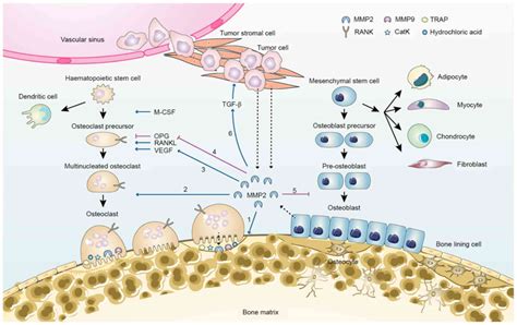 Different roles of matrix metalloproteinase 2 in osteolysis of skeletal dysplasia and bone ...