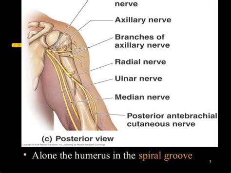 Radial nerve injury