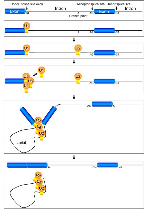 Splicing - Exon skipping