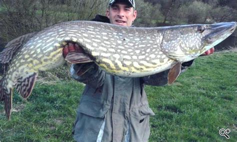 International Fishing News: FRANCE: northern pike of 39 pound