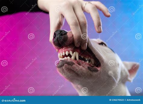 A Human Hand Opens the Mouth of a Dog Showing the Snarl and Teeth of a White Bull Terrier Stock ...